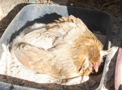 11022015 pouillage chouppi seule 12