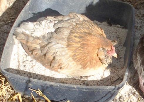 11022015 pouillage chouppi seule 9