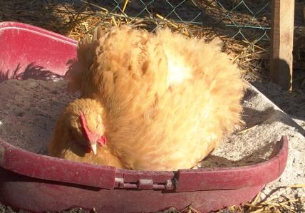 11022015 pouillage mimi 3