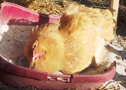 11022015 pouillage mimi 6