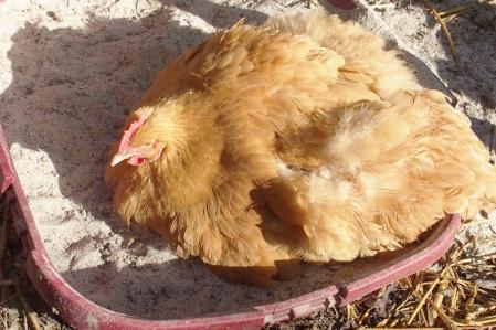 11022015 pouillage mimi dans bac 2