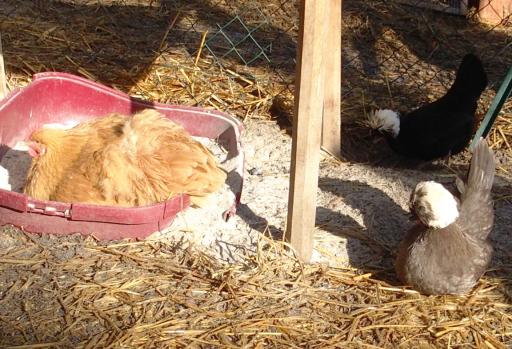 11022015 pouillage mimi hupees attendent