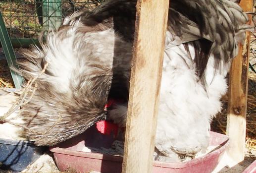 11022015 pouillage patty dans bac