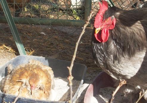 11022015 pouillage patty regarde chouppi