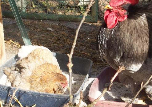 11022015 pouillage patty tete en l air