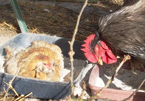 11022015 pouillage patty yeux fermes