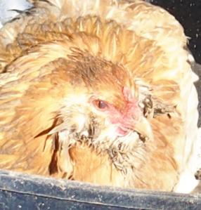 11022015 tete chouppi 2