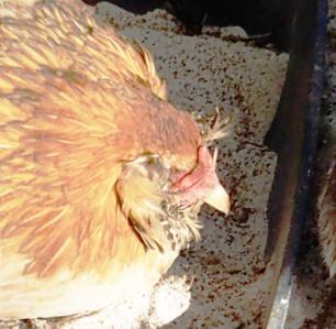 11022015 tete chouppi 3