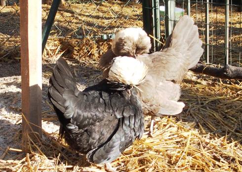 11022016 huppettes attendent 2