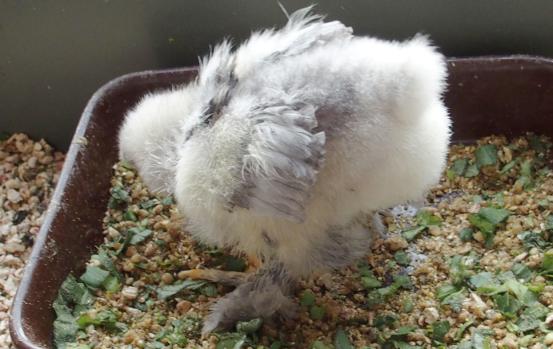 11042015 poussin cochin de 18 jours a sexer 1