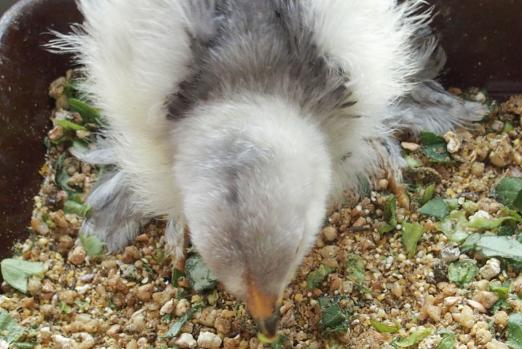 11042015 poussin cochin de 18 jours a sexer 2