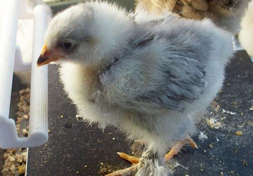 11042015 poussin cochin de 18 jours a sexer 3