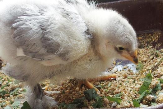 11042015 poussin cochin de 18 jours a sexer