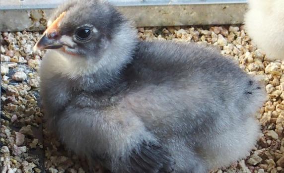 11042015 poussin orpington bleu de 18 jours a sexer