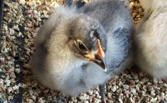 11042015 poussin orpington de 18 jours male