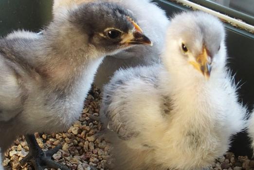 11042015 poussins cochin et orpington bleu de 18 jours