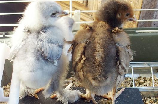 11042015 poussins cochin et orpington de 18 jours