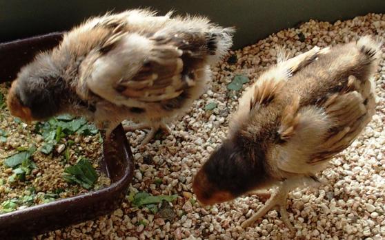 11042015 poussins ofaln de 18 jours bien emplumes