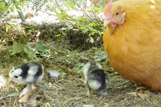 11062015 mere poule orpington attentive