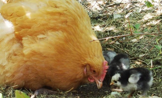 11062015 orpington et ses poussins