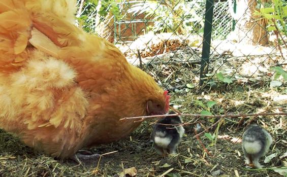 11062015 orpington fauve et ses poussins 4