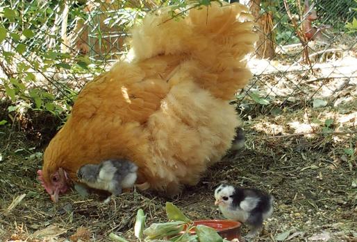 11062015 orpington fauve et ses poussins 7