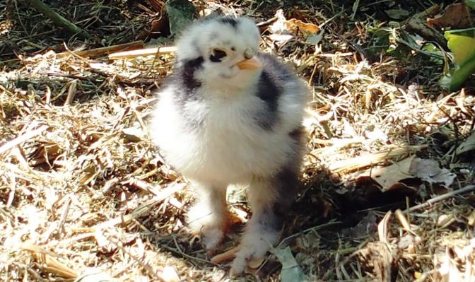 11062015 poussin cochin au 4eme jour 1