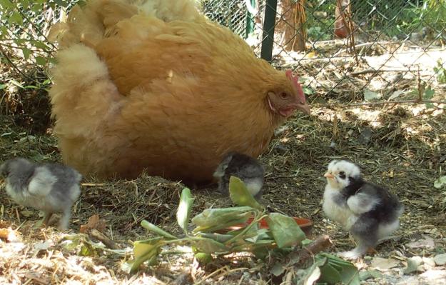 11062015 poussin cochin au 4eme jour 2