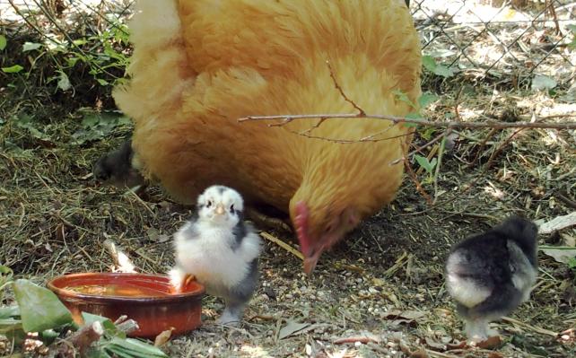 11062015 poussin cochin qui boit 1