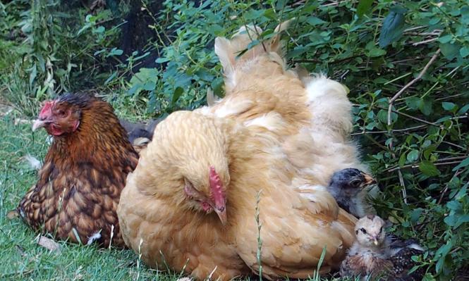 11072015 meres poules et calin aux poussins