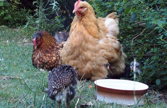 11072015 meres poules orpington et calin aux poussins 1