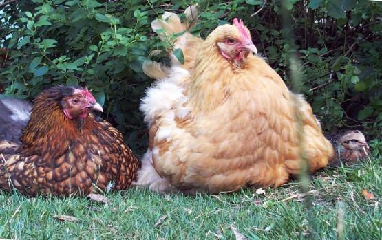 11072015 meres poules orpington et poussin araucana