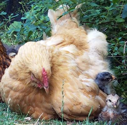 11072015 mimi mere poule et calin aux poussins 1