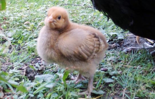 11072015 tipex poussin orpington fauve de 2 semaines 1
