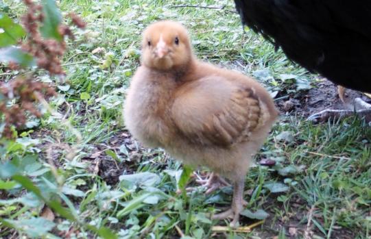 11072015 tipex poussin orpington fauve de 2 semaines 4