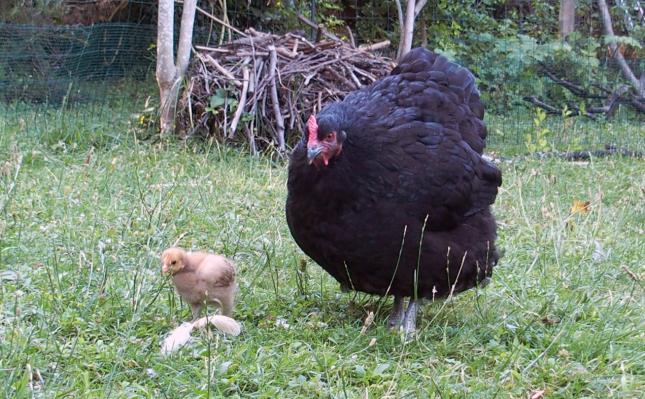 11072015 zoe et tipex dans le jardin avec meres poules 1