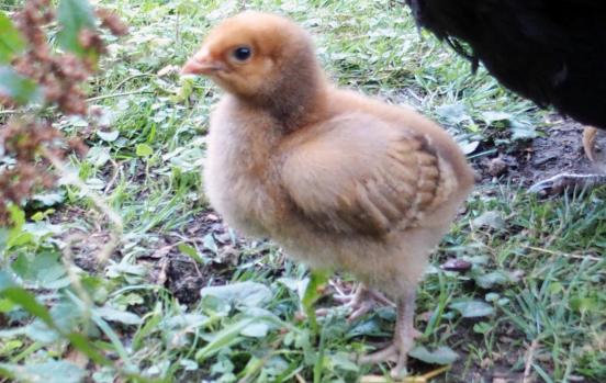 11082015 tipex poussin orpington fauve de 2 semaines 5