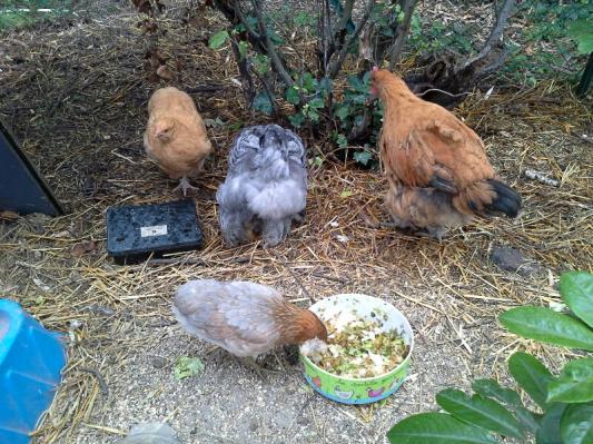 12 bis bande des 4 au plat sous auvent