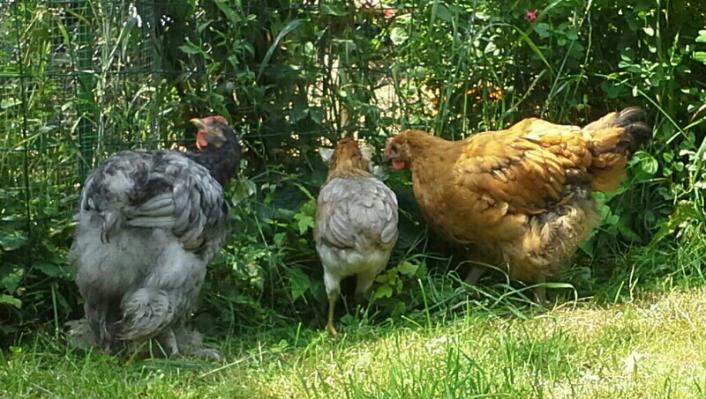 12 poulets chassant dans la haie 1