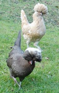 12022015 les huppees p