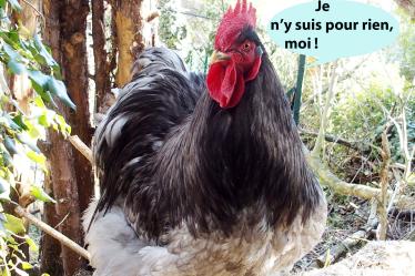 12032015 cochin bleu 1