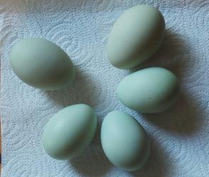 12032015 oeufs araucanas