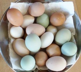 12032015 oeufs de mars 2015