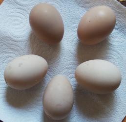 12032015 oeufs orpingtons