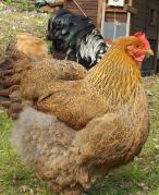 12032015 poule cochin perdrix