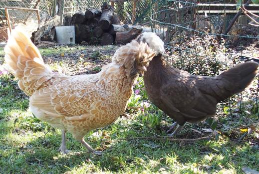 12032015 poules huppees