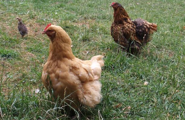 12072015 alerte au chat