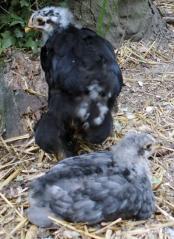 12072015 blueberry et google poussins cochin de 4 semaines