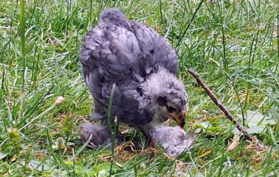 12072015 blueberry poussin cochin bleu de 4 semaines 2