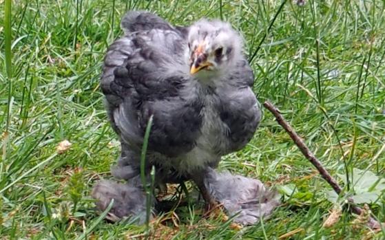 12072015 blueberry poussin cochin bleu de 4 semaines 3